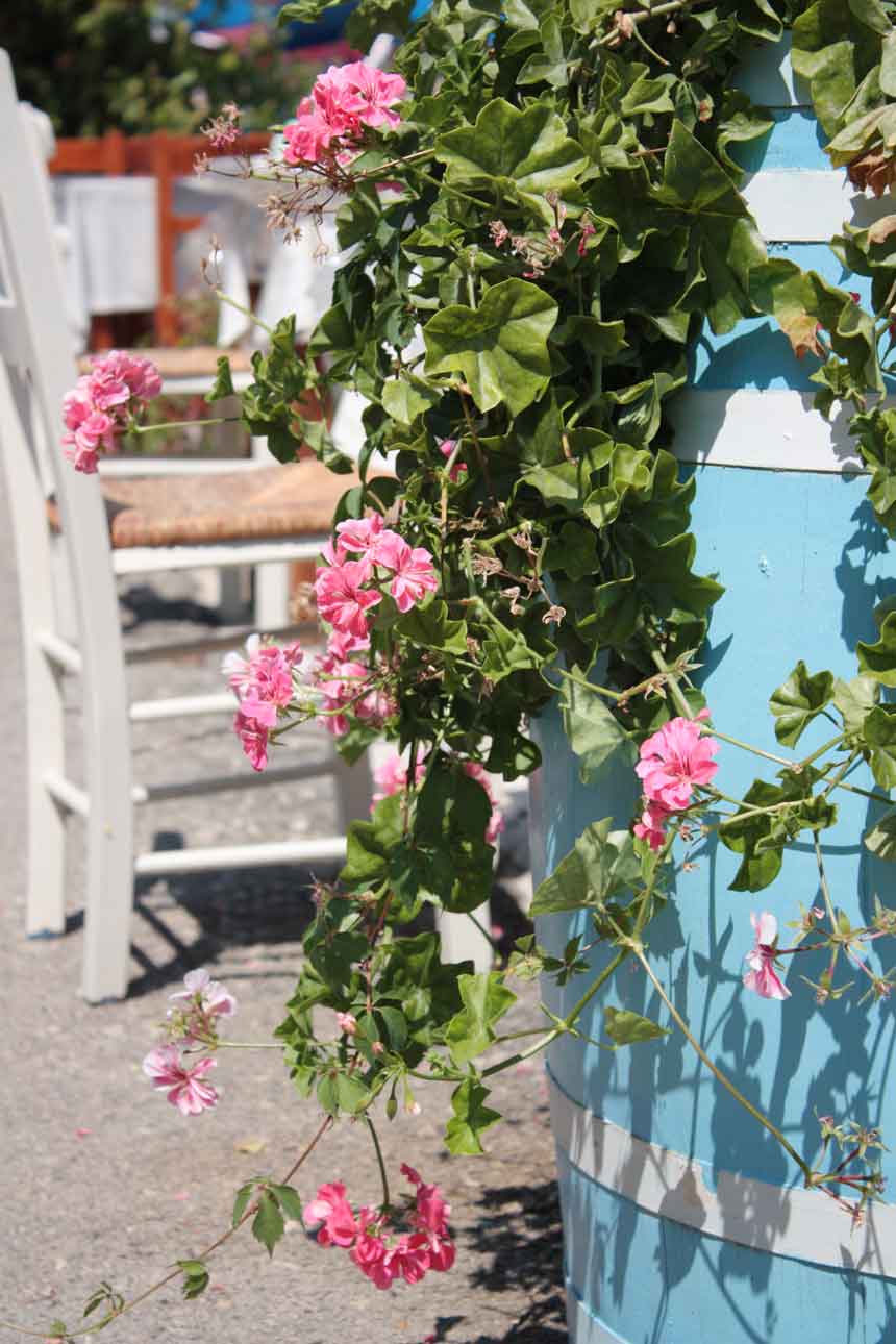 Little pictorial 'commercial break' ... a blue tub of flowers in a Greek taverna!