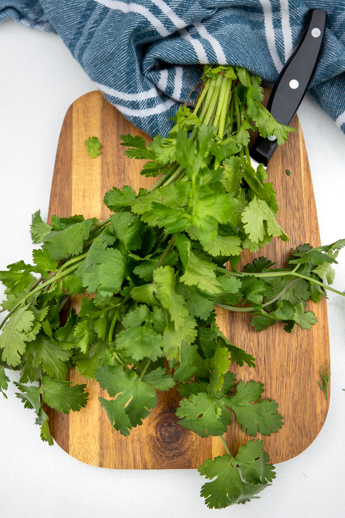 A bunch of fresh coriander and a knife on a wooden chopping board and on a white background with a blue tea towel in the background.